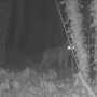 L'esemplare di lupo solitario avvistato nei boschi di Cavaria con Premezzo e immortalato da Luca Corti