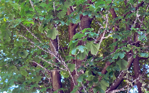 Alberi invasi dalla cocciniglia in via San Martino di Tours a Gorla Minore
