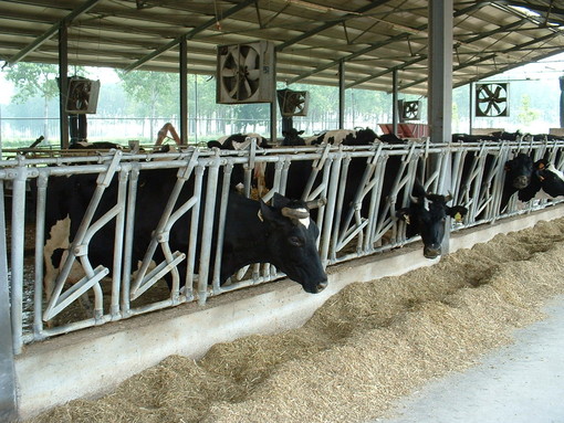 Mucche varesine &quot;stressate&quot; dall'afa: calata del 10% la produzione di latte