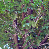 Alberi invasi dalla cocciniglia in via San Martino di Tours a Gorla Minore
