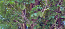 Alberi invasi dalla cocciniglia in via San Martino di Tours a Gorla Minore