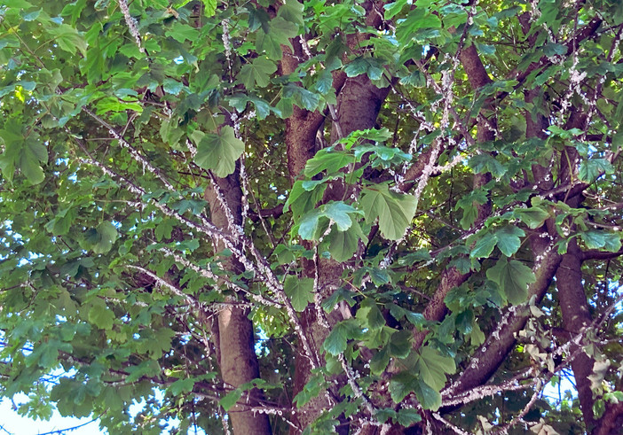Alberi invasi dalla cocciniglia in via San Martino di Tours a Gorla Minore