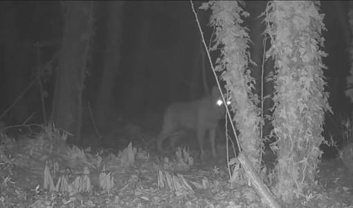L'esemplare di lupo solitario avvistato nei boschi di Cavaria con Premezzo e immortalato da Luca Corti