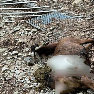 La capra sbranata nei boschi di Dumenza (foto tratta da Luinonotizie.it)