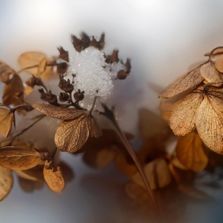 “i froschi'n aia” - “le foglie al vento”