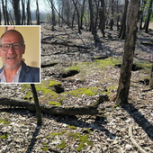 Assedio dei conigli nel Parco Alto Milanese: l'appello per un nuovo equilibrio