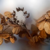 “i froschi'n aia” - “le foglie al vento”
