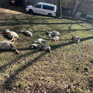 Gli ovini uccisi (foto Coldiretti)