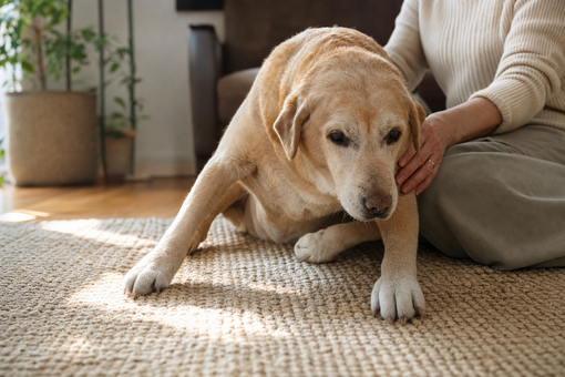Integratori Confis per cani con artrite: quando possono essere inseriti nel percorso di supporto articolare Integratori Confis per cani con artrite: quando possono essere inseriti nel percorso di supporto articolare