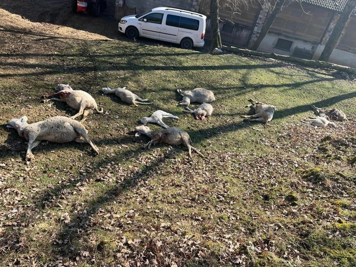 Gli ovini uccisi (foto Coldiretti) Gli ovini uccisi (foto Coldiretti)