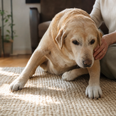 Integratori Confis per cani con artrite: quando possono essere inseriti nel percorso di supporto articolare Integratori Confis per cani con artrite: quando possono essere inseriti nel percorso di supporto articolare