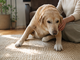 Integratori Confis per cani con artrite: quando possono essere inseriti nel percorso di supporto articolare Integratori Confis per cani con artrite: quando possono essere inseriti nel percorso di supporto articolare