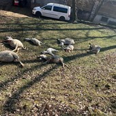 Gli ovini uccisi (foto Coldiretti) Gli ovini uccisi (foto Coldiretti)