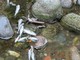 Alcuni pesci morti nel torrente Lura (foto tratta da IlSaronno.it) Alcuni pesci morti nel torrente Lura (foto tratta da IlSaronno.it)