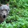I "vanacciani" dell'Ossola contro i lupi: «La convivenza tra predatori e aziende agricole non è più possibile» I "vanacciani" dell'Ossola contro i lupi: «La convivenza tra predatori e aziende agricole non è più possibile»