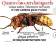 Un esemplare di vespa velutina