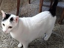 Luigi, il gatto che Paolo Carù ritrovava, la sera, dopo avere chiuso il suo negozio (foto dal gruppo Fb Gallarate è...)