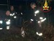 Il cervo soccorso dai vigili del fuoco a Lozza