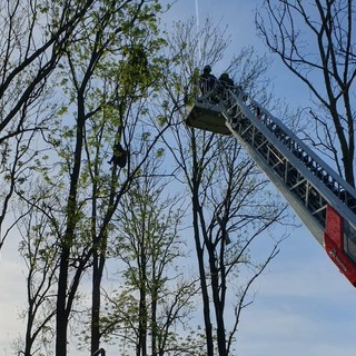 L'intervento dei vigili del fuoco a Laveno Mombello per salvare un deltaplanista rimasto incastrato su un albero a 12 metri di altezza