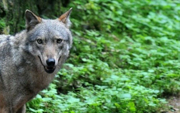 I "vanacciani" dell'Ossola contro i lupi: «La convivenza tra predatori e aziende agricole non è più possibile» I "vanacciani" dell'Ossola contro i lupi: «La convivenza tra predatori e aziende agricole non è più possibile»