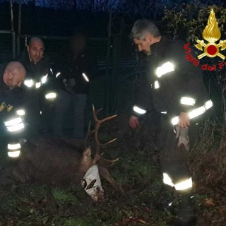 Il cervo soccorso dai vigili del fuoco a Lozza