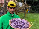 L'agricoltore monvallese Lorenzo Zanardini con lo zafferano di sua produzione