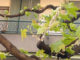 Alberi con la cocciniglia a Marnate, in via Sauro
