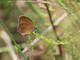 Un esemplare di Coenonympha oedippus, la farfalla a rischio estinzione a Malpensa