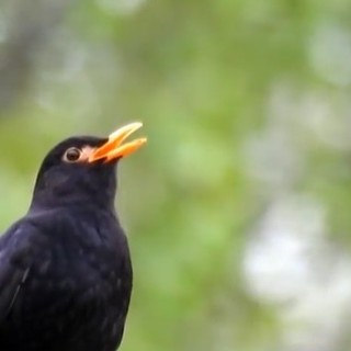 “i tri di dàa merla” - “i tre giorni della merla”