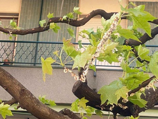 Alberi con la cocciniglia a Marnate, in via Sauro