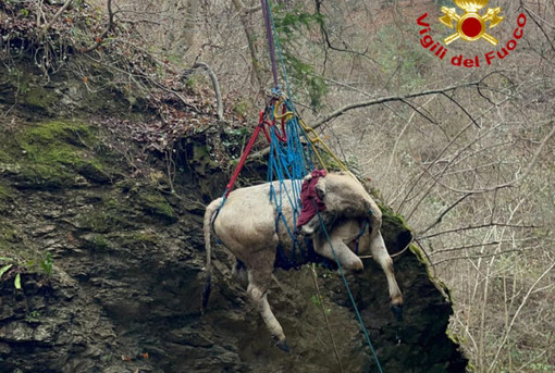 Le complesse operazioni di salvataggio della mucca e dell'asino rimasti bloccati nei boschi di Masciago Primo