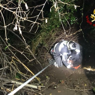Il cane "bernese" salvato dai vigili del fuoco a Montegrino Valtravaglia stanotte