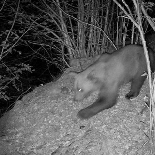 Avvistato un secondo orso nel Verbano Cusio Ossola?