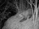 Avvistato un secondo orso nel Verbano Cusio Ossola?