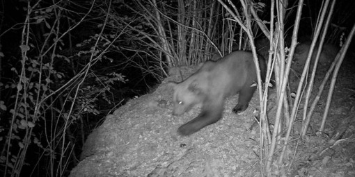 Avvistato un secondo orso nel Verbano Cusio Ossola?