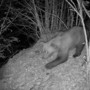 Avvistato un secondo orso nel Verbano Cusio Ossola?