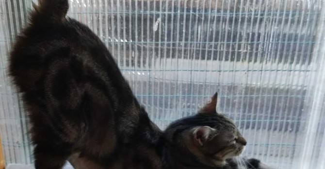 Castellanza, una domenica con i gatti: il 23 agosto porte aperte all’Oasi felina