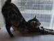 Castellanza, una domenica con i gatti: il 23 agosto porte aperte all’Oasi felina Castellanza, una domenica con i gatti: il 23 agosto porte aperte all’Oasi felina