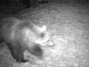 Identificato l'orso che ha attaccato il bestiame nel Verbano Cusio Ossola