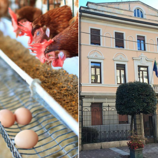 Influenza aviaria a Olgiate: «Non vi è alcun rischio per la cittadinanza»