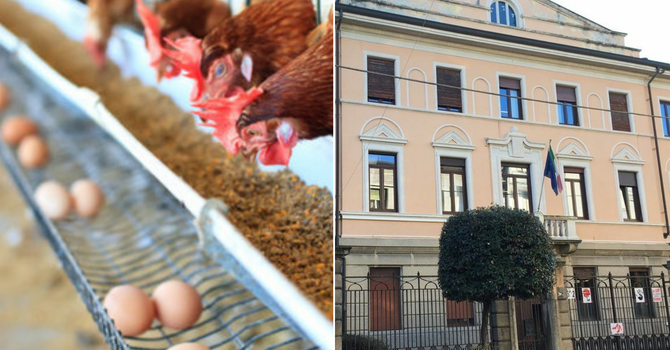 Influenza aviaria a Olgiate: «Non vi è alcun rischio per la cittadinanza»