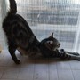 Castellanza, una domenica con i gatti: il 23 agosto porte aperte all’Oasi felina