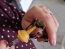 Pippi il pipistrello si rimette in forma per tornare a essere un divoratore di zanzare