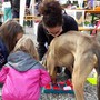 Pet therapy e benessere: il 18 maggio Olgiate Olona ospita “In Cammino con Noi 2025”, evento esperienziale con asini, conigli e cani