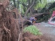 Il giardino Piera Pattani è stato chiuso al pubblico per la caduta di un albero