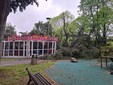 Il giardino Piera Pattani è stato chiuso al pubblico per la caduta di un albero