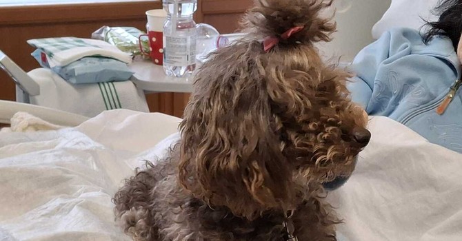 Ariel al lavoro, in grembo a una paziente allettata