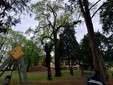 Il giardino Piera Pattani è stato chiuso al pubblico per la caduta di un albero