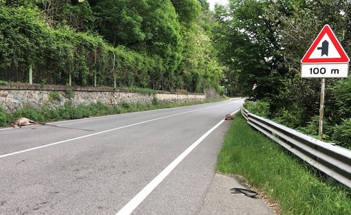 (foto LuinoNotizie.it)
