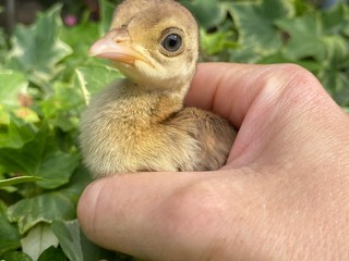 OhLindo, Elsa e alcuni dei loro cuccioli